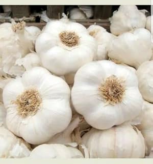100 Solent Wight Garlic Cloves. UK Delivery Only.