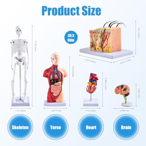 Image of Human Anatomy Model Set | Torso, Heart, Skeleton, Skin, Brain | Comes with Portable Carrying Case | Ideal Educational Gift for Students & Teachers