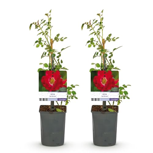 GreenboutiQ - Rosier grimpant - Rosa Red Queen - Fleurs rouges - Peu d'entretien - 2 plantes - Pot 11cm Hauteur 40cm