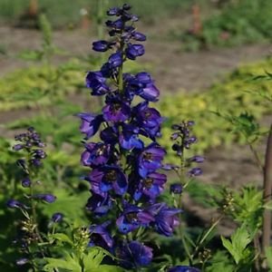 Semi Delphinium Caballero Negro de Fiori (Delphinium Cultorum) 50 + Semi