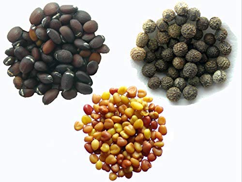 Ihren Favoriten 2016 – 3 Beutel: 1 Tüte mit Katzenminze 70...