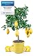Zitruspflanzen Meine Orangerie Zitronenbaum Mezzo im 6,5 Liter Topf