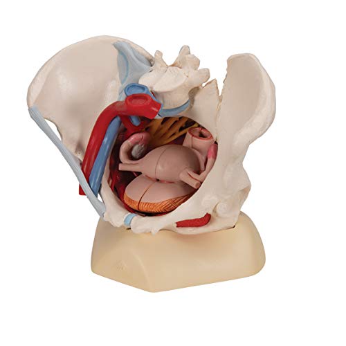 Image of 3B Scientific H20 /4 Female Pelvis w / Ligaments 6 Part - 3B Smart Anatomy