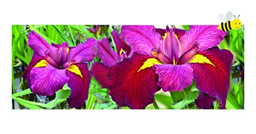 3 x Iris Ann Chowing Early Bird Season Deals Live Water Plant Aquatic Pond Lake Marginal