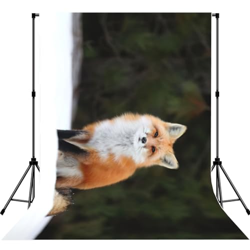 Toile de fond renard pour photo de portrait amusante en studio