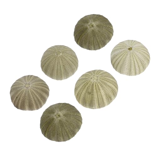 MINAOLULUS 6stücke Natürliche Seeigel Muscheln Dekorative Halter Für Luftpflanzen Handgemachte Muschel Deko Für Hochzeiten Weihnachten Und Strandmottopartys Für Bastelprojekte Und Aquarien