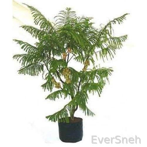 EverSneh Real Live Sani dev Sammi Plant For PooJa And Medicine Plant With Black Plastic Pot Sammi Ka Podha (B0BRT26L8V) Amazon Price History, Amazon Price Tracker