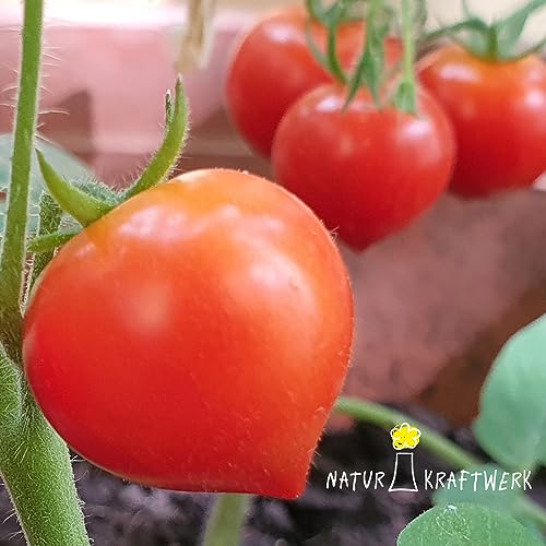 Geschenk-Anzuchtset Herztomate, seltene Gemüsesorte für Gärtner mit Herz