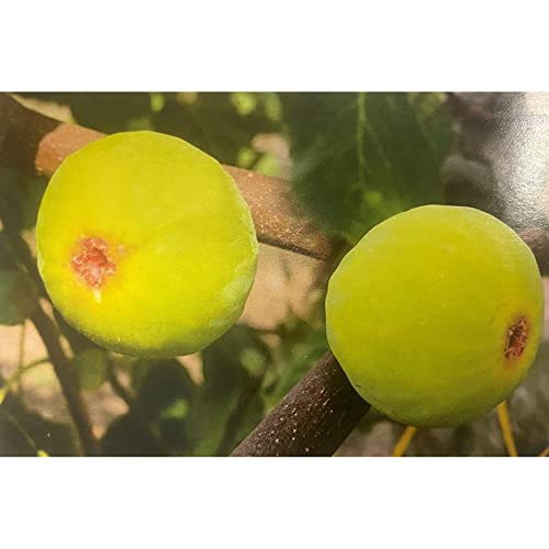 Vivai le Georgiche - Pianta vera di Fico Paradiso - Ficus carica 'Paradiso' - Albero d’Oro - diametro vaso Ø 20 cm