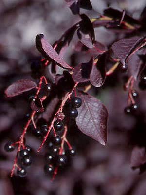 50 Purple Chokecherry Tree Seeds For Planting - Shubert Chokecherry, Prunus Virginiana Shubert #TOP2