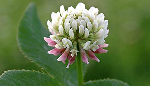 White Clover Seeds, Nitro-Coated And Inoculated, 1 Pound By Seeds2Go #TOP3