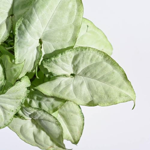 Image of Ugaoo Combo of 4 Live Indoor Plants with ibiza Pots (mocca) - Jade, Syngonium White Butterfly, Money Plant N Joy, Syngonium Pink Neon | Perfect for Home Decor & Office
