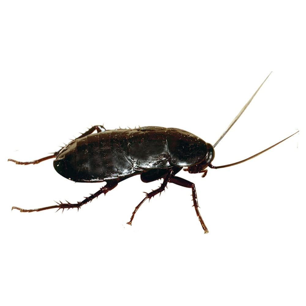 Flortis Pest Control 360°. Disabituante ultrasuoni e/o onde elettromagnetiche per casa e spazi interni. Contro zanzare, topi, mosche, scarafaggi, ragni. Repellente anti insetti. Ampie superfici 200mq.