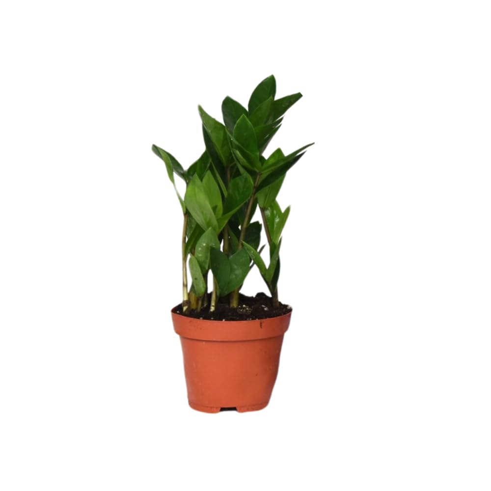 Zamioculcas Pianta da Interno, Foglie Verdi Lucide, Ø12cm, Altezza 30cm