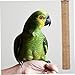 Yardwe Practical Parrot Standing Wood Perch Stick Bird Cage Toy for Scratching and Resting for Budgies Cockatiels and Other Birds