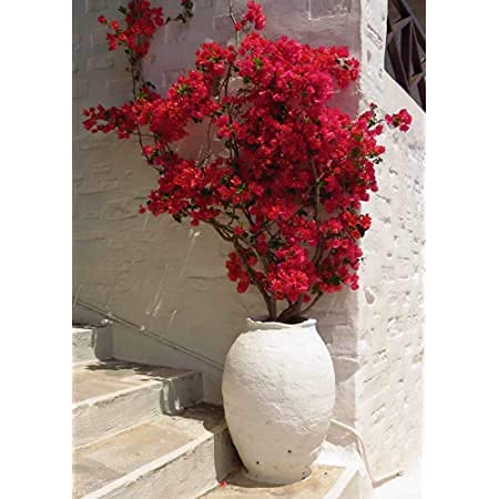 Aiden Gardens Dwarf Colorful Paper Flower Plant Deep Red Bougainvillea Spectabilis 1 Healthy Live Plant (B093FDPG2R) Amazon Price History, Amazon Price Tracker