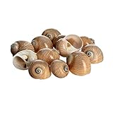 Hermit Crab Shells | Turbo Shells | 12 Natica Lineata Shells 3/4