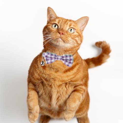 Collier de sécurité réglable violet pour éviter la perte du chaton - 15