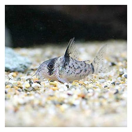 Amazon 熱帯魚 コリドラス シュワルツィ ｓサイズ ワイルド １匹 北海道 九州 沖縄航空便要保温 Charm チャーム 観賞魚 水中生物 通販