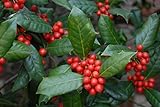 Chinese Holly (Ilex cornuta VAR. burfordii De France) 500mg (20 Seeds) for Planting, Open...