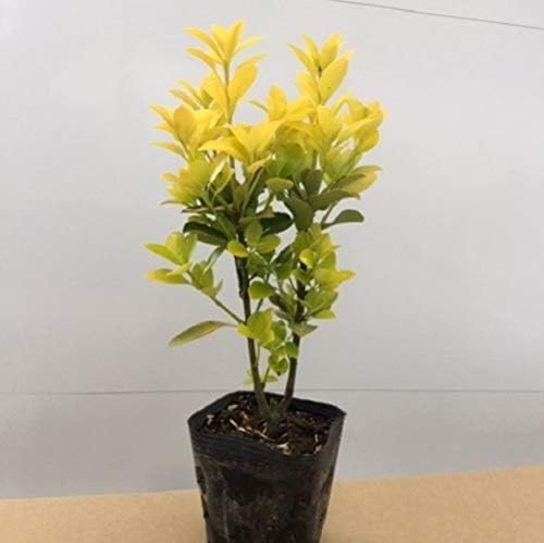 値引きする オウゴンマサキ 0 2m10 5cmポット 35本セット 送料無料 保付 植木 庭木 Hlt No