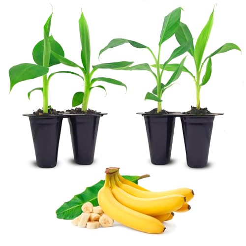 Banana Trees Grand Nain (4 Pack) | Easy to Grow Banana Plants | Edible Fruit Live Plant for Sustainable Living | Grow Your own Food on Your Edible Organic Garden| Live for Planting|