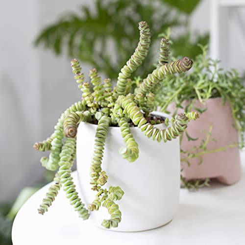 Crassula Baby Necklace Worm Succulent (2 Inch) - Live Healthy Unique Succulents For Home Office Decoration #TOP6
