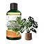 Monstera Plant