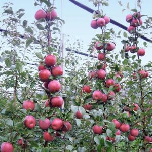 See full amazon price history chart for Apple plant,Grafted plant for Hariman 99 apple (Pack of 1 Live plant) Apple plant,Grafted plant for Hariman 99 apple (Pack of 1 Live plant) (B0DBR93WJQ) Amazon Price History, Amazon Price Tracker
