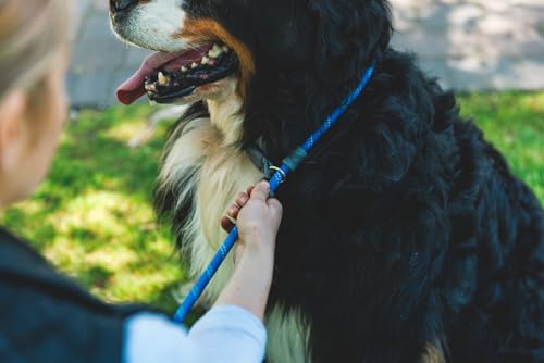 RUFFWEAR Just-a-Cinch 2-in-1-Hundeleine und Hundehalsband, 1,5 m Lange Hundeleine ohne Zug, leichte und robuste Hundeleine, Obsidianschwarz