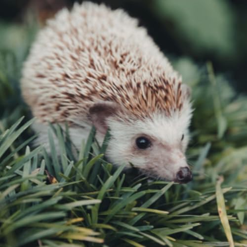 Bid To Encourage Protection For Hedgehogs As Numbers Plummet