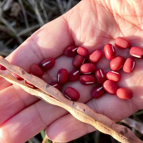 semillas de frijol azuki - Comprar semillas de hortalizas de invierno orgánicas semillas de plantas de frijol rojo Verduras de invierno, plantas resistentes para el jardín. plantas en 85pcs