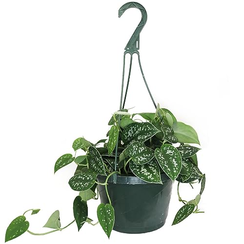 Image of American Plant Exchange Scindapsus Silvery Ann Pothos Hanging Basket, Large 8-Inch Pot, Live Vining Indoor Houseplant, Green and Silver Foliage