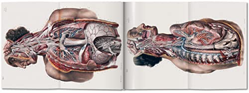 Image of Bourgery. Atlas of Human Anatomy and Surgery: The World as a Stage