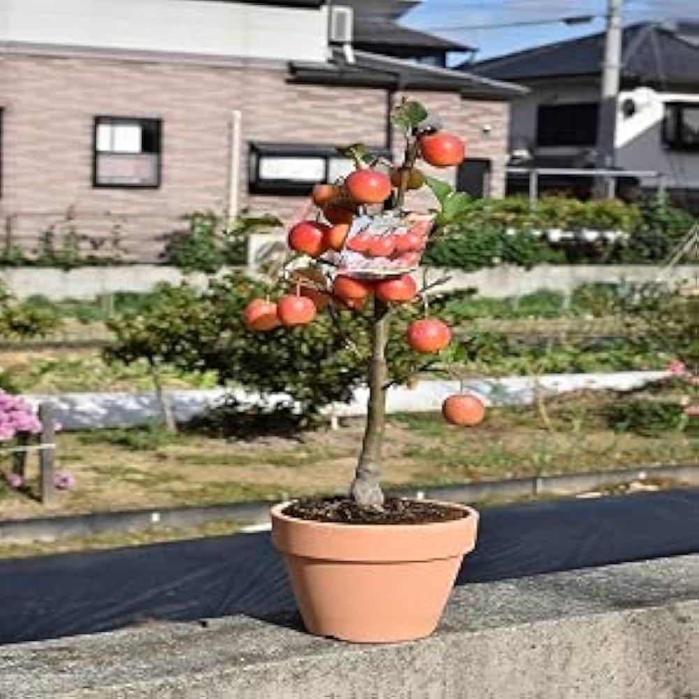 Amazon.co.jp: 2025年実付きの林檎ギフト長寿紅リンゴの鉢植え 果樹