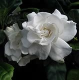 Vetchii Heirloom - Gardenia jasminoides - Live Shrub Plant - Fragrant - Double White Flower - Emerald's - Starter Size - 4 Inch Pot