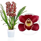 DUTCH BULBS EXCLUSIVE PLANTS FROM HOLLAND