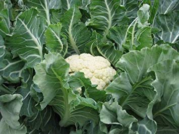 cavolfiore semi (50 per confezione):Semi