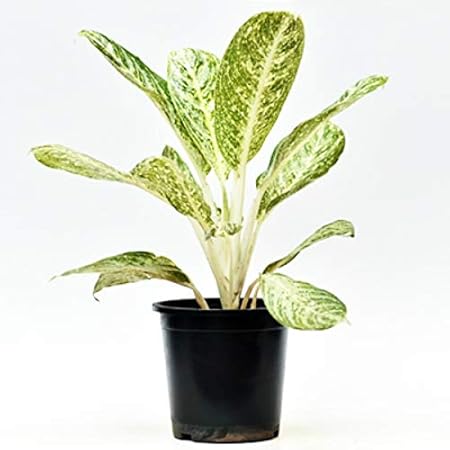 Mphmi Aglaonema White Lightning - Plant