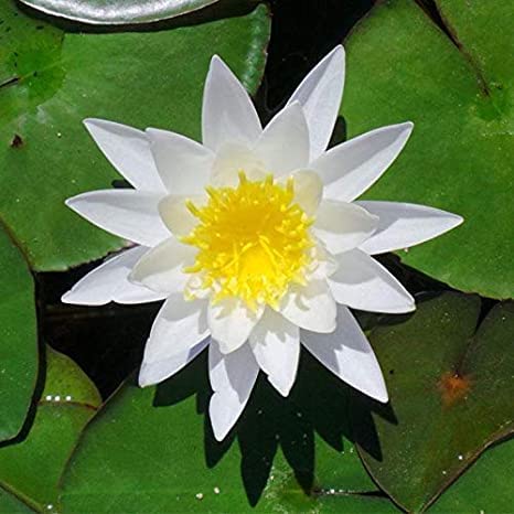 Ruckkuz - Waterlily Live plant (White) | Indoor | Outdoor | Aquatic Plant (B09YMJNTCY) Amazon Price History, Amazon Price Tracker