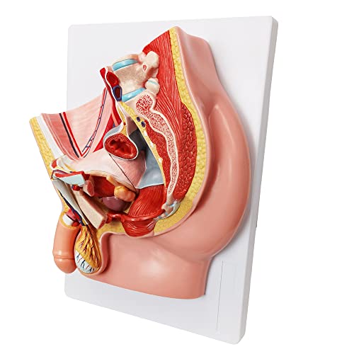 Image of HADWYN Male Pelvis Reproductive Anatomy Model,Life Size 5-Parts Pelvis Model on Baseboard, Muscular,Urinary,Reproductive System,Anatomy Medical Model for Science Education with Detailed Product Manual