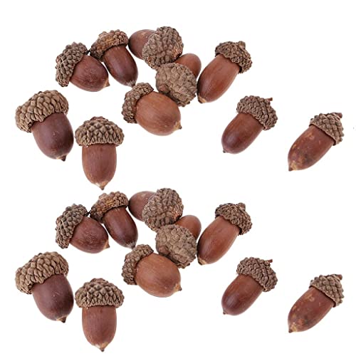 FytStycale 100 Pieces of Real Acorns with Caps for DIY Projects, 20 Acorns Natural