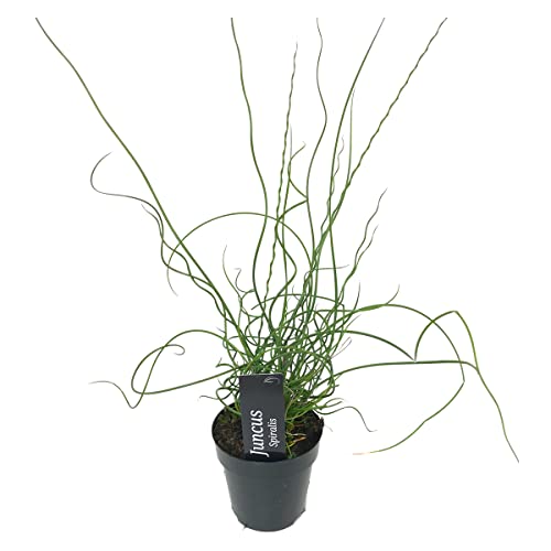 Bloomique - Juncus spiralis - Junco espiral - Plantas de estanque - Acuáticas - Resistente al frío - Altura 20-30 cm - Maceta 9 cm