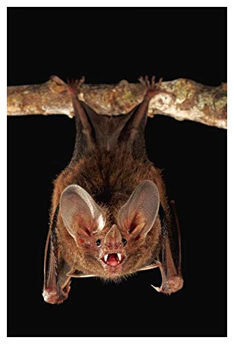  Opere D\'arte Italia Fringe-labbra pipistrello posatoio e chiamante, Smithsonian Tropical Research Station, Barro Colorado Island, Panama-Carta Art-36x50\