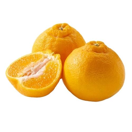 先行予約 訳あり 減農薬 不知火 5kg 愛南フルーツ サイズミックス サイズ混合 不揃い 柑橘 蜜柑 愛媛 みかん 清見 ポンカン デコポン 果物 フルーツ 産地 産直