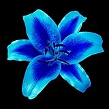 winterling porzellan blauer rand Helle Farben und erfrischender Duft.