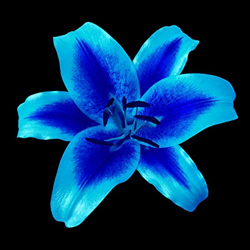 Lily Zwiebeln,Elegante Lilienknollen Zum Pflanzen Oder Zur Hochzeit,Dekorative,Seltene Baumarten,Anpassungsfähig,Lilien zwiebeln winterhart,Zierblumen,Gartenzwiebeln,Mysteriös-20 Zwiebeln,b Cover