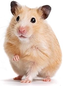 Hamster Seed Mix Grow Your Own Hamster Food