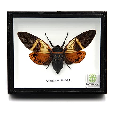 TAXIBUGS Real Exotic Cicada Opens Wings - Taxidermy Collection Framed in a Wooden Box As Pictured (Red Wings, Black Wooden Box) Cover