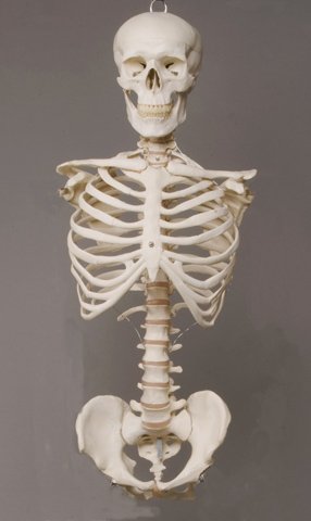 Skeletons and More SM110D Torso with Skull